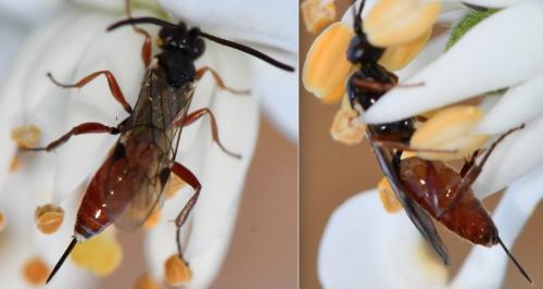 Cryptinae
